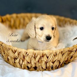 Jamie - Cream male Dachshund puppy in Ormond Beach, Florida from Meadow Ridge Dachshunds