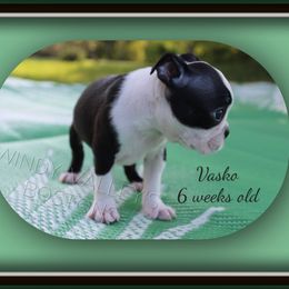 Boy 1 - Black and white male Boston Terrier puppy in North Central, Vermont from Windy Valley’s Bostons