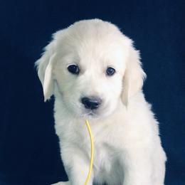 Golden Retriever Puppies from Autumnwood Golden Retrievers