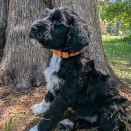 Arch - Black and white male Portuguese Water Dog puppy in Jacksonville, Florida from Filo House