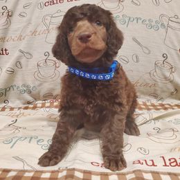 Bean - Brown male Poodle puppy in Lubbock, Texas from Hidden Gems
