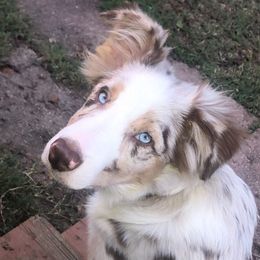 Moose - Border Collie