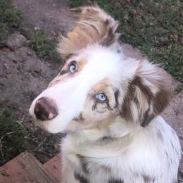 Moose - Border Collie
