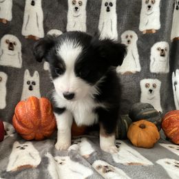 Miniature Australian Shepherd and Toy Australian Shepherd Puppies from Hotmess of Aussies