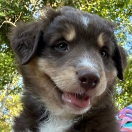 Ginny Weasley - Red tri-color female Australian Shepherd puppy in Waddell, Arizona from Honey and Fig Farm