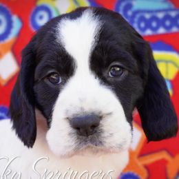 Male3 - Black and white male English Springer Spaniel puppy in Great Falls, Montana from Big Sky Springers