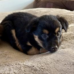 Pepper - Black tri female Miniature Australian Shepherd puppy in Medical Lake, Washington from MAS Gone Rogue