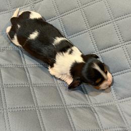 Ernie - Piebald male Dachshund puppy in Florence County, South Carolina from Modern Family Standards