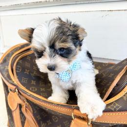 Versace Blue II - Black tan and white male Biewer Terrier puppy in North Chelmsford, Massachusetts from Coastal Yorkshire Terrier Yorkies & Biewer Terriers