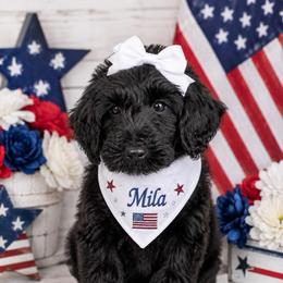 Yellow collar MILA - Black female Goldendoodle puppy in Aurora, Illinois from Chicago Goldendoodles
