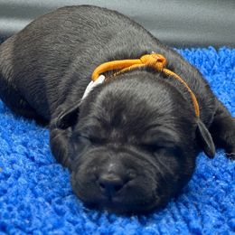 GOLD - Black female American Bully puppy in Union County, North Carolina from XLRG BULLIES