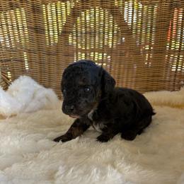 Thing - Phantom male Poodle puppy in Malvern, Arkansas from Sweet as dessert puppies