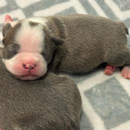 Boy 2 - Lilac male Boston Terrier puppy in Red Rock, Arizona from Cortes Boston Terriers