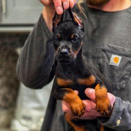 Leia - Black and rust female Doberman Pinscher puppy in China Township, Michigan from Snell's Superior Kennel Dobermann & GSP