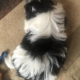 Bliss - Shih Tzu