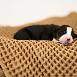 Reign - female Australian Mountain Doodle puppy in Spanish Fork, Utah from Little Puppy Co.