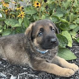 Boy 5 - male German Shepherd puppy in Whitehouse, Ohio from Providence Landhaus