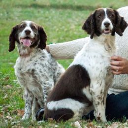 English Springer Spaniels from Brolly Spaniels