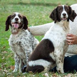 English Springer Spaniels from Brolly Spaniels