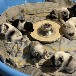 Shetland Sheepdog Puppies from Buckeye Shelties