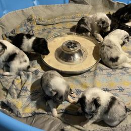 Shetland Sheepdog Puppies from Buckeye Shelties