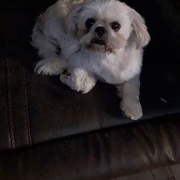 Chewy - Shih Tzu