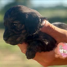 Laura - Cream female Dachshund puppy in Timpson, Texas from Double S Kennel