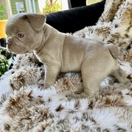 French Bulldog Puppies from The French Bulldog Company LLC