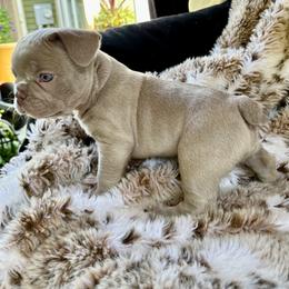 French Bulldog Puppies from The French Bulldog Company LLC