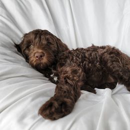 Australian Cobberdog Puppies from Heartland Hills Australian Cobberdogs