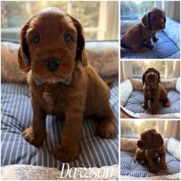 Dawson - Red male Australian Labradoodle puppy in Summerfield, North Carolina from Four Oaks Labradoodles