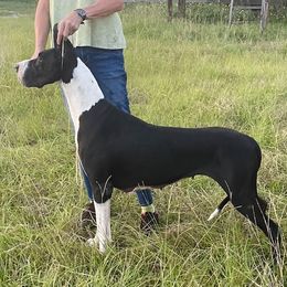 Louise - Great Dane