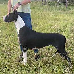 Louise - Great Dane