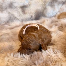 Light Pink - Red  female Goldendoodle puppy in Winfield, Alabama from Rose Lane Doodles