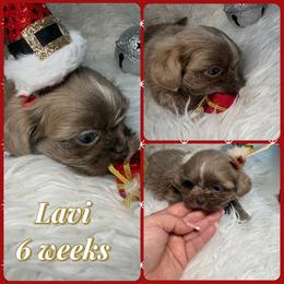 Lavi - Lilac male Shih Tzu puppy in Coolidge, Arizona from Shih Tzu’s  ‘N’ Love