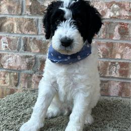 Bolt - Brown and white male Aussiedoodle puppy in Eastland, Texas from H5 Mini Doodles