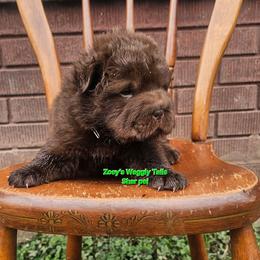 Lucas - Brown male Chinese Shar-Pei puppy in Minden, Louisiana from Zoey's Waggly Tails