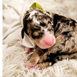 Bernedoodle Puppies from Daisy's Doodles