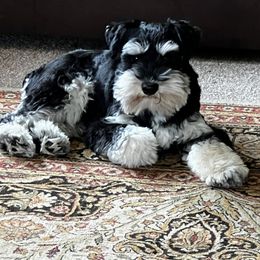 Miniature Schnauzer Puppies from Pierhaus Minature Schnauzers