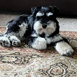 Miniature Schnauzer Puppies from Pierhaus Minature Schnauzers