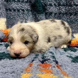 Roo - Blue merle male Australian Shepherd puppy in Sedalia, Missouri from Affinity Aussies