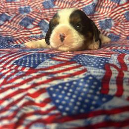 Willow - Tri-color female Cavalier King Charles Spaniel puppy in Broken Arrow, Oklahoma from Cavalier King Charles Heartland