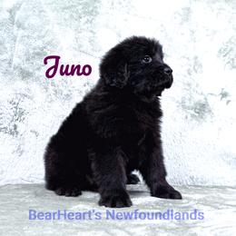 Juno - Black female Newfoundland puppy in Cortez, Colorado from Bear Heart Newfoundlands, LLC
