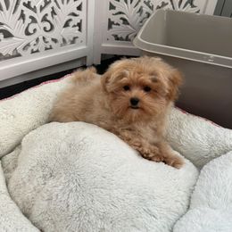 Charlie - Apricot male Maltipoo puppy in Bellingham, Washington from My Sweet Poodles and Doodles