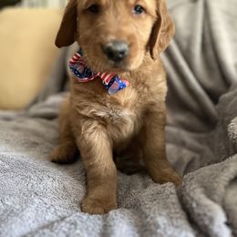 Boy 1 - Dark golden Golden Retriever puppy in Battle Creek, Michigan from Brown Family Goldens