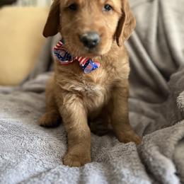 Boy 1 - Dark golden Golden Retriever puppy in Battle Creek, Michigan from Brown Family Goldens