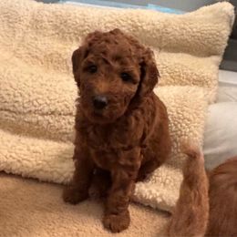 Girl 2 - Caramel red female Labradoodle puppy in Tyler, Texas from LaRue's Labradoodles