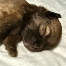 Lilac - Brindle female Companion Cross puppy in Avoca, Michigan from Repurposed Paradise Farm