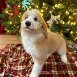 Jingle Kringle RED ABSTRACT (was Jack Skellington) - Red male Bernedoodle puppy in Lookout, California from Remington Kennels, LLC
