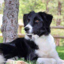 Kona - Border Collie